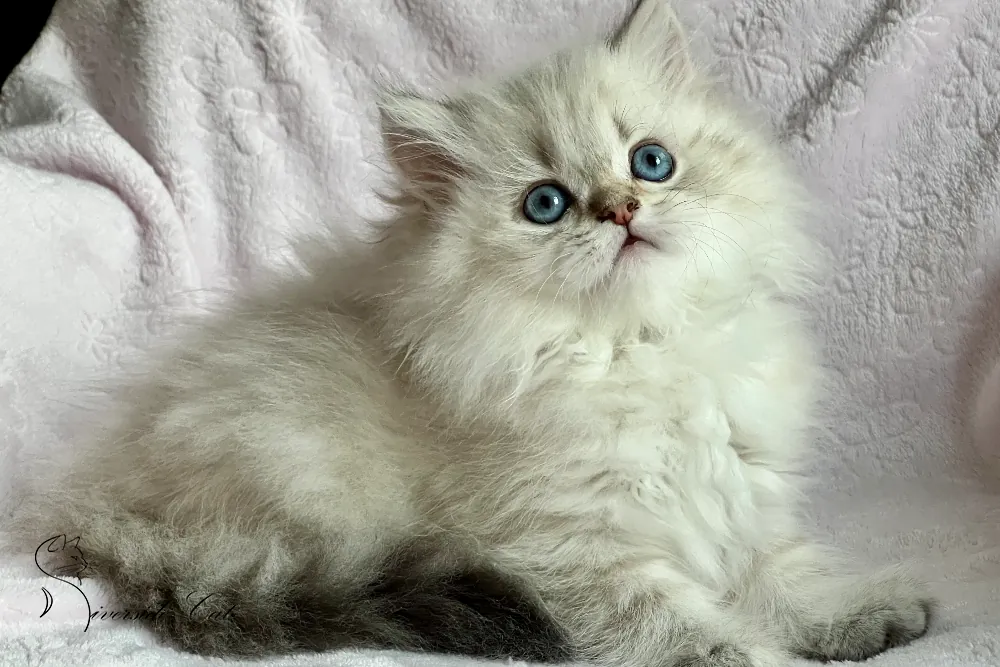 Brit macska - Black Golden Ticked Tabby Point színnel