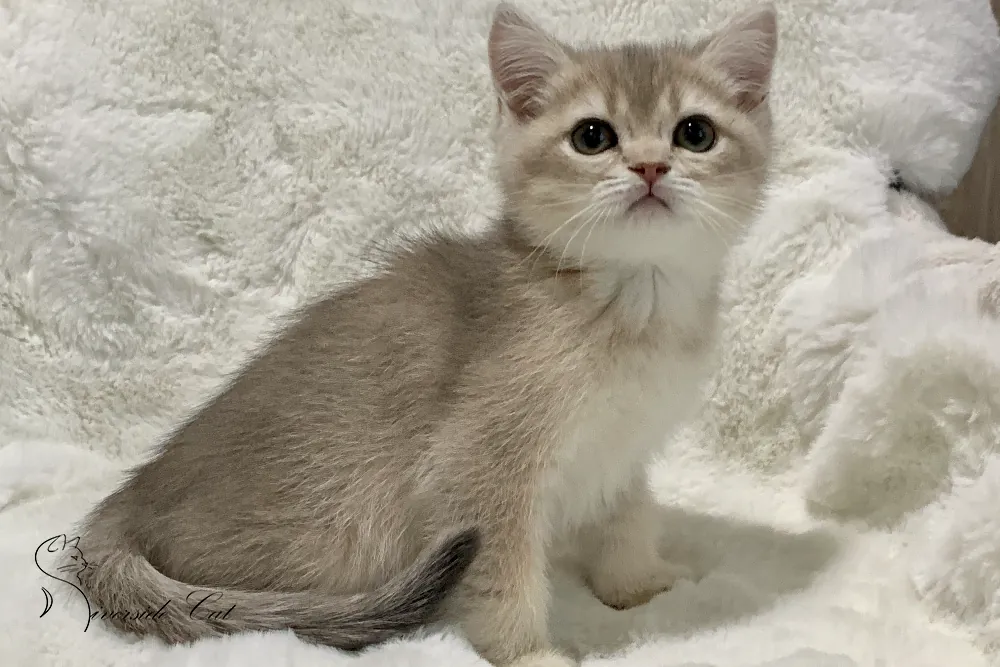 Brit macska - Blue Golden Shaded színnel