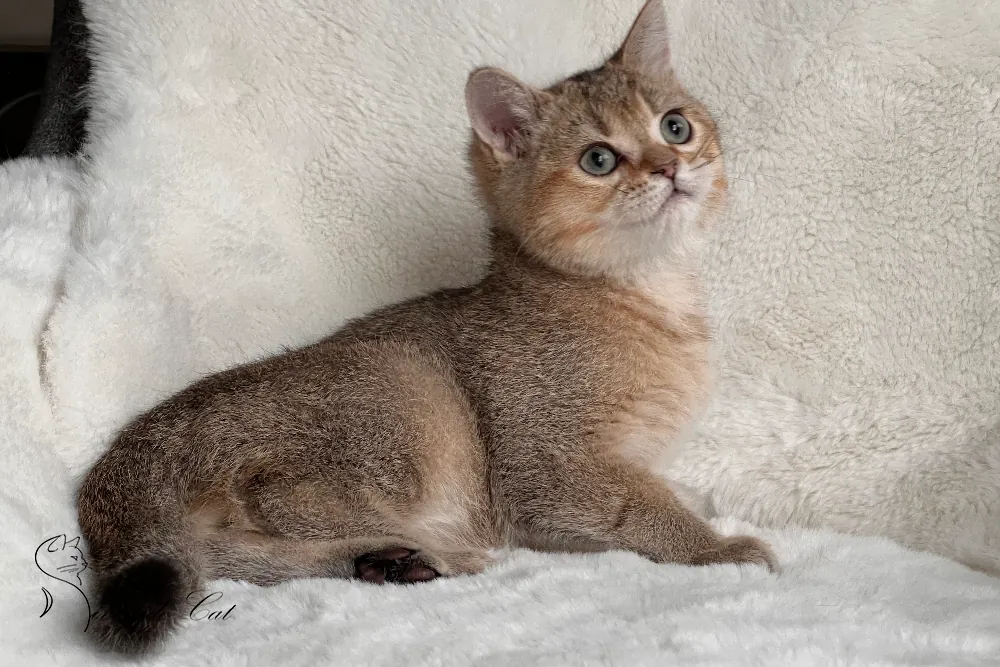 Brit macska - Black Golden Ticked Tabby színnel