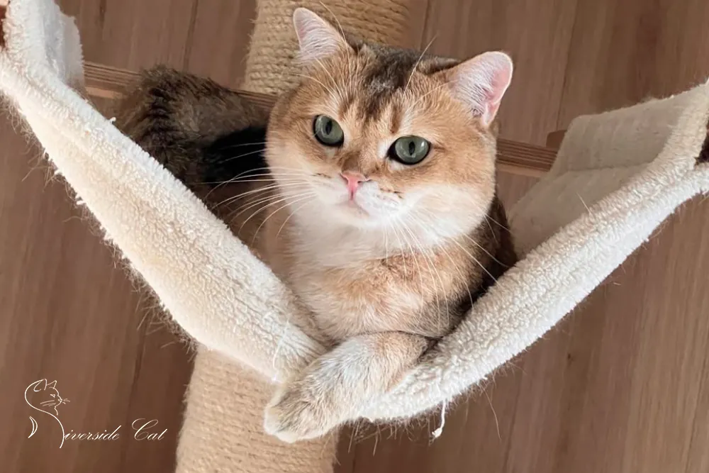 Brit macska - Black Golden Shaded színnel