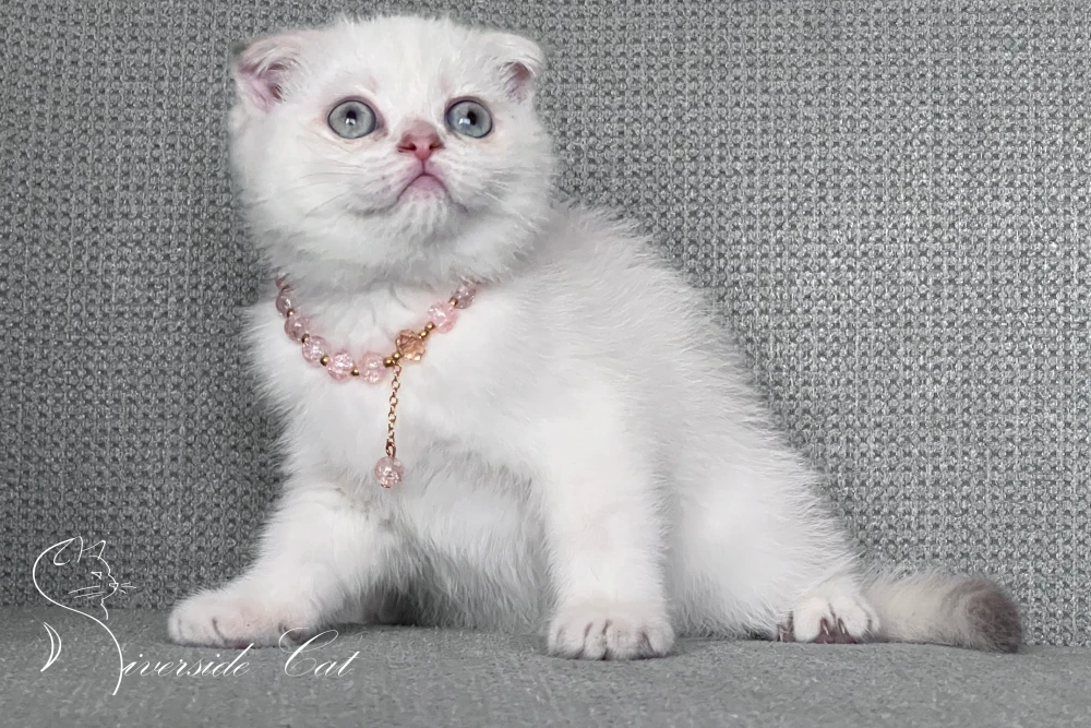 Skót lógófülű macska - Lilac Golden Tabby Point színnel