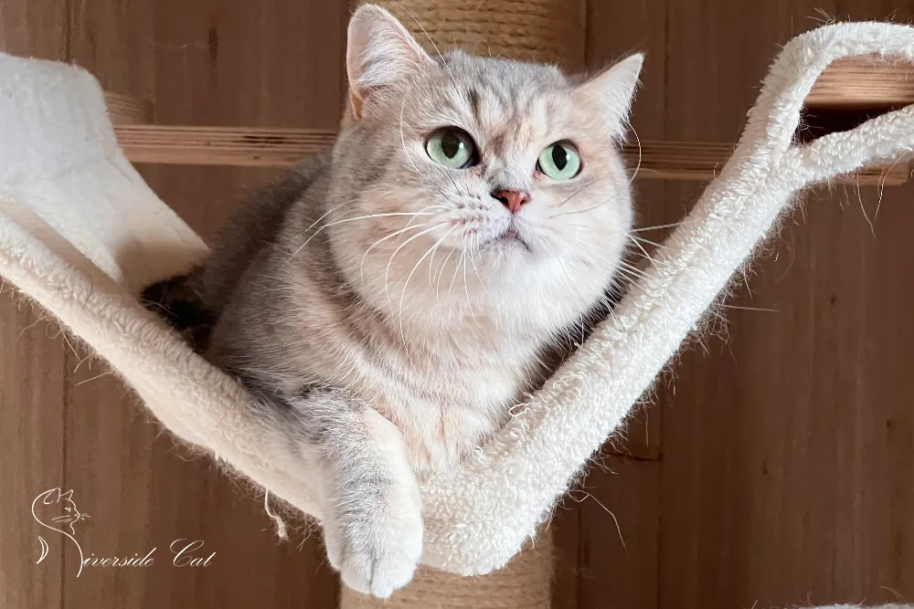 Brit macska - Blue Golden Mackerel Tabby színnel