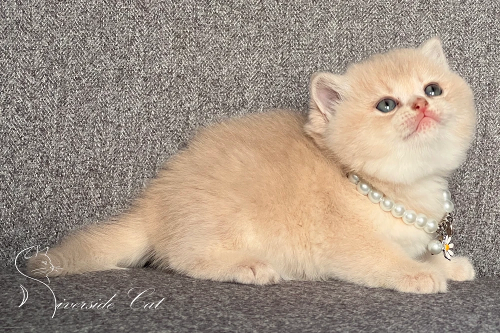 Skót állófülű macska - Lilac Golden Shaded színnel