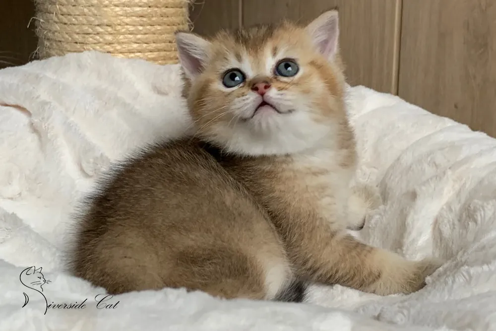 Brit macska - Black Golden Ticked Tabby színnel