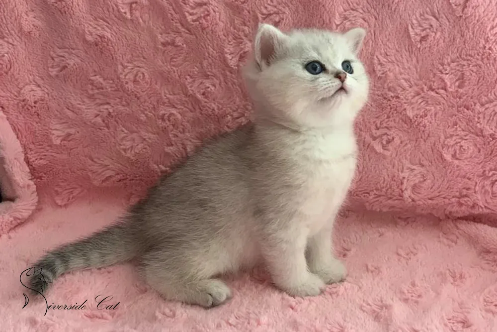 Brit macska - Black Silver Shaded színnel