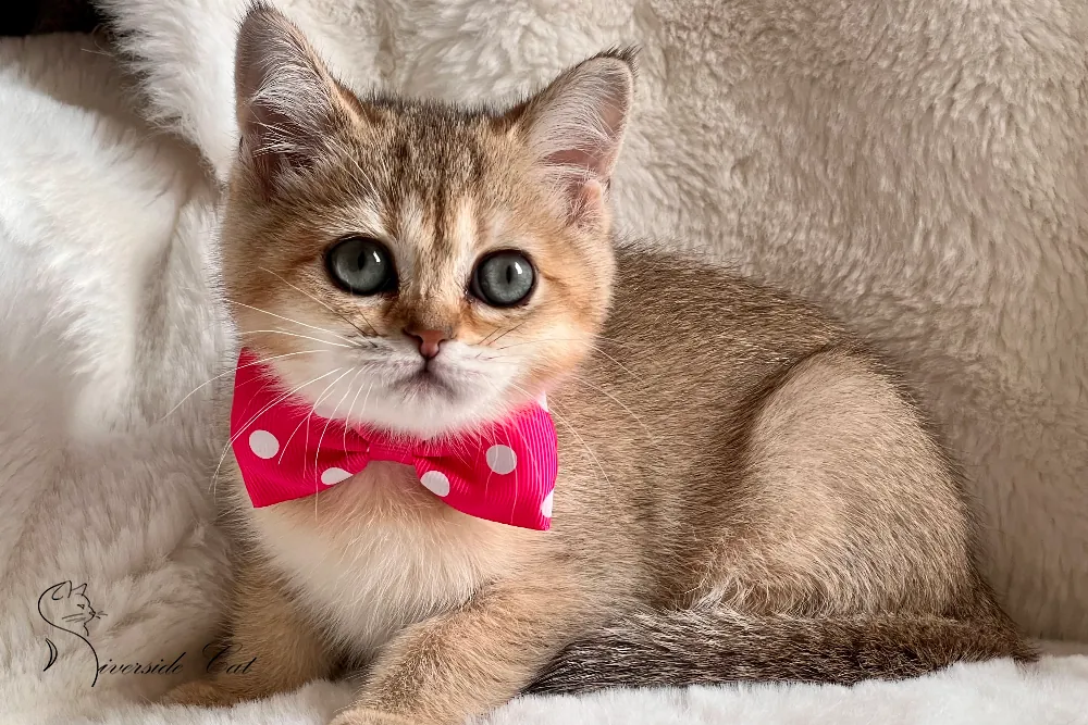 Brit rövidszőrű macska - Black Golden Shaded színnel