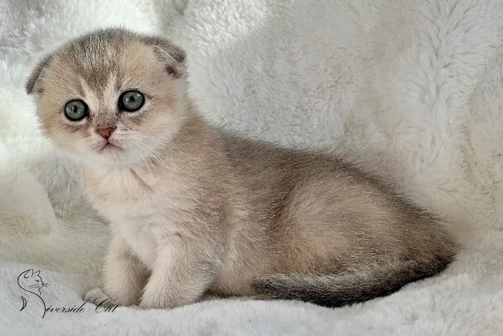 Skót lógófülű macska - Blue Golden Shaded színnel