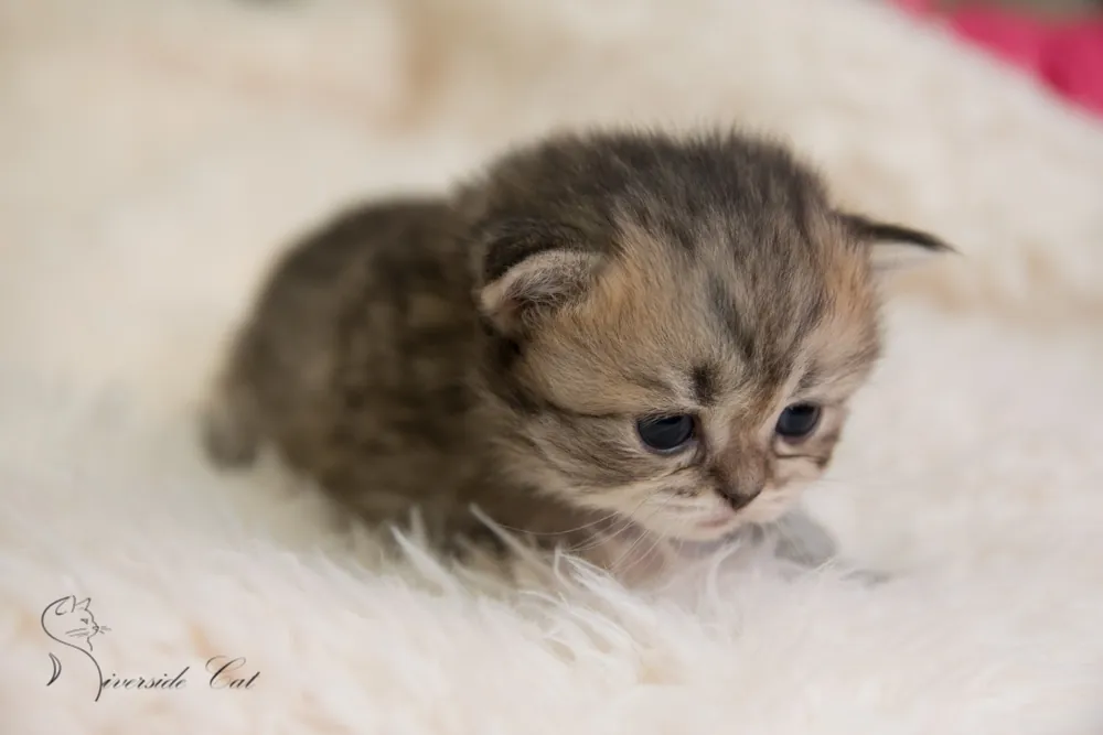 Brit macska - Black Mackerel Tabby színnel