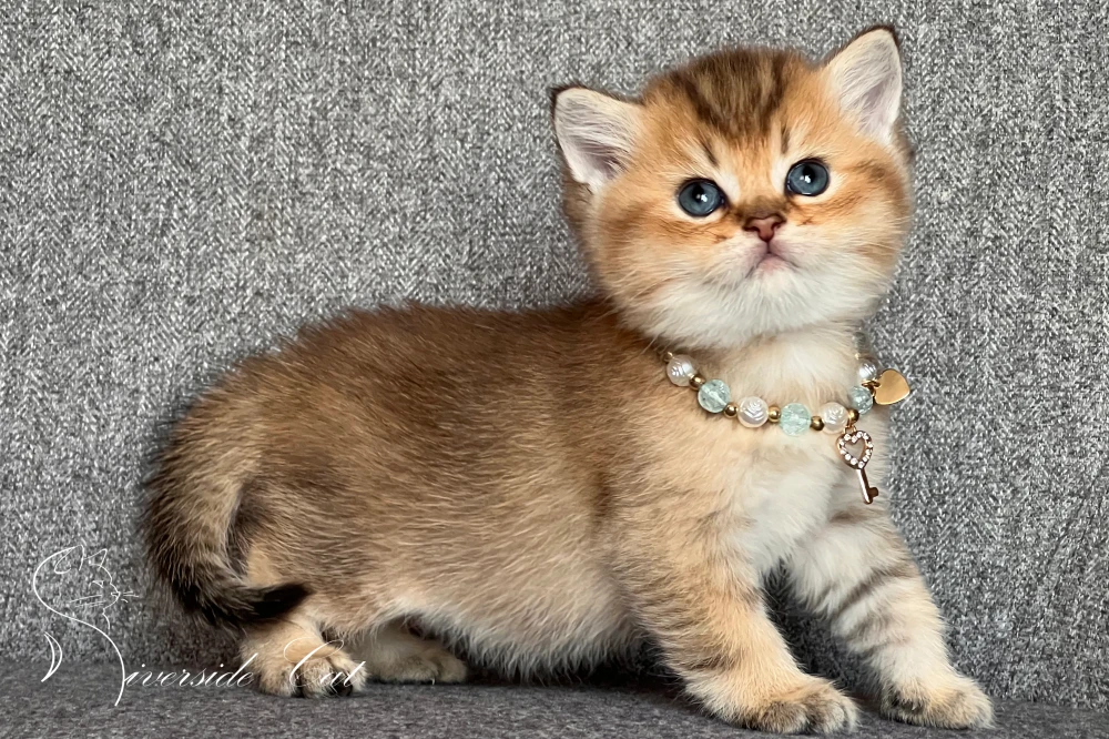 Skót állófülű macska - Black Golden Shaded színnel