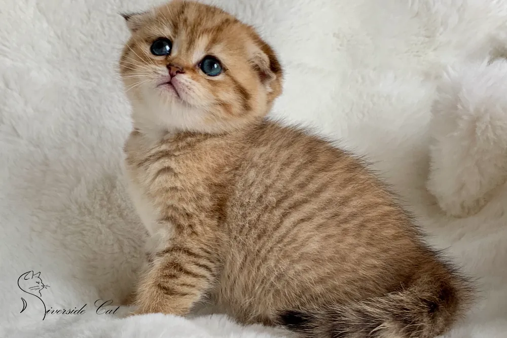 Skót lógófülű macska - Chocolate Golden Mackerel Tabby színnel