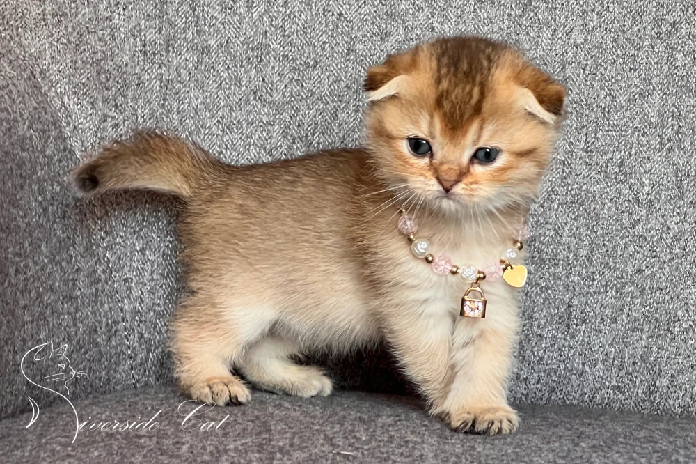 Skót lógófülű macska - Black Golden Shaded színnel