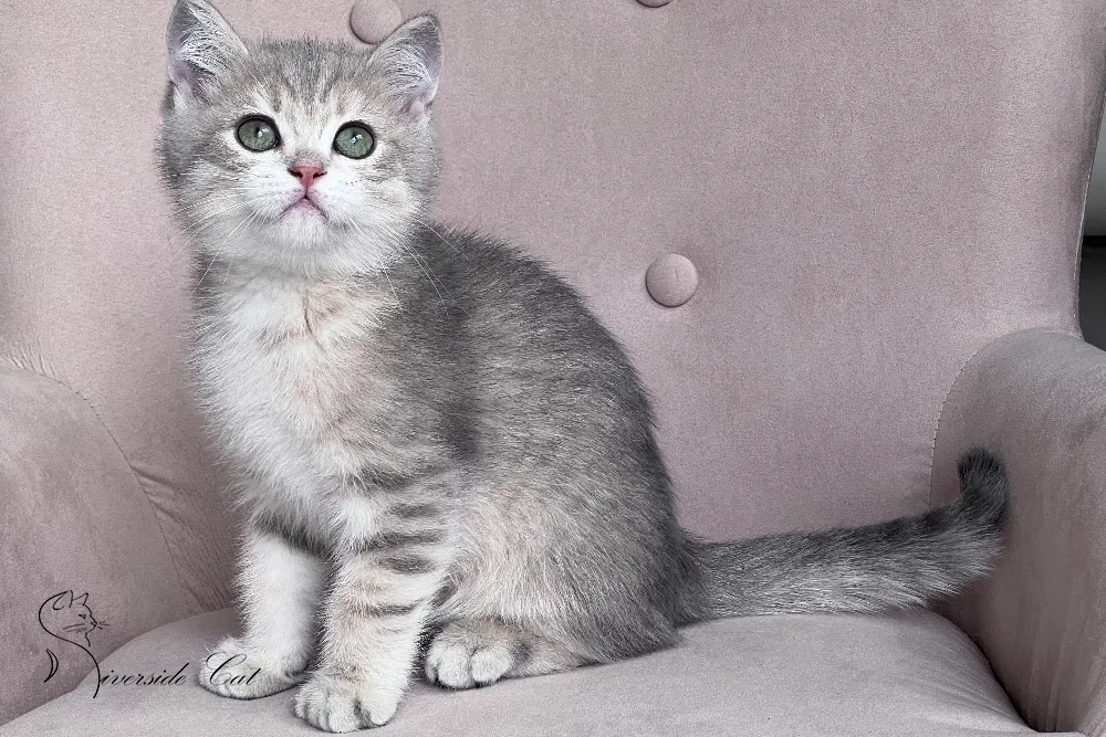 Brit macska - Blue Golden Mackerel Tabby színnel