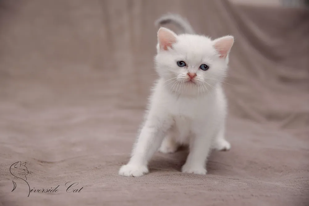 Brit macska - Blue Silver Shaded Point színnel