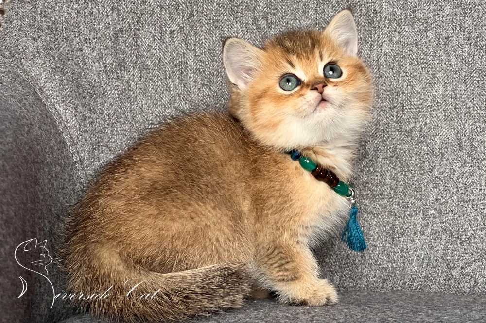 Skót állófülű macska - Black Golden Shaded színnel