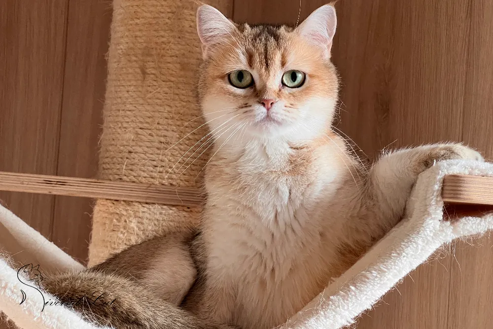 Brit macska - Black Golden Shaded színnel