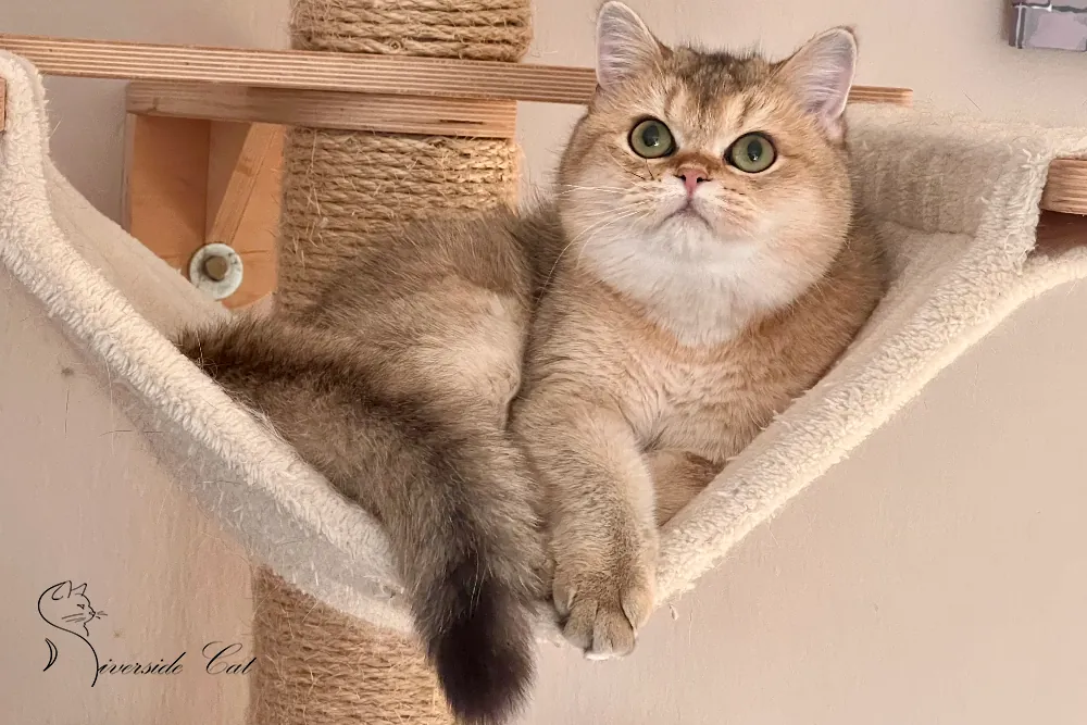 Brit macska - Black Golden Shaded színnel