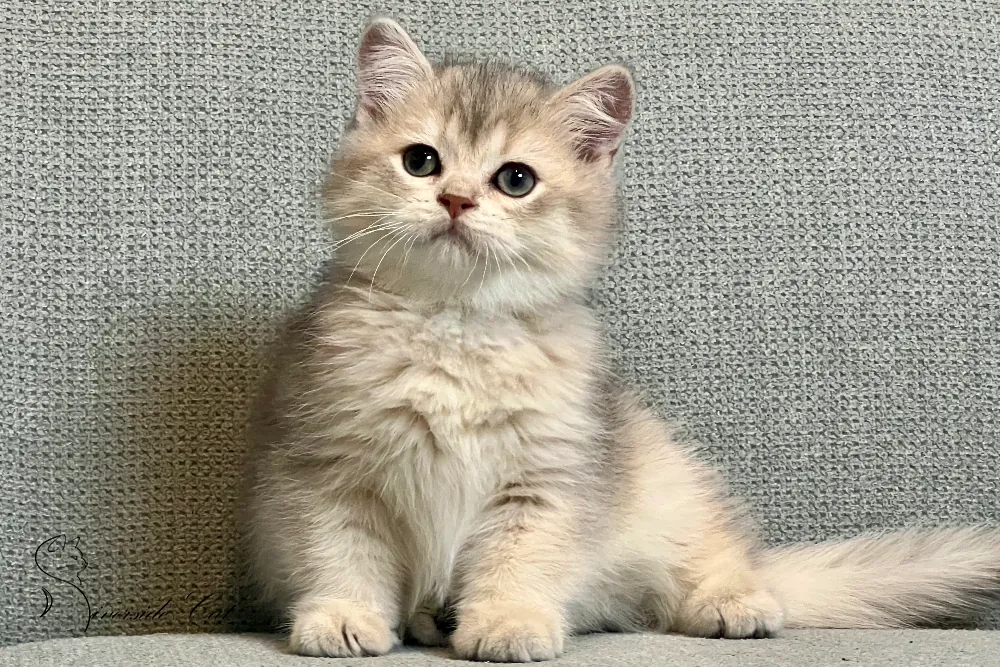 Skót állófülű macska - Blue Golden Shaded színnel