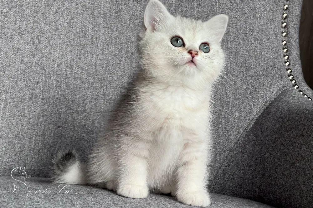 Brit macska - Black Silver Shaded színnel