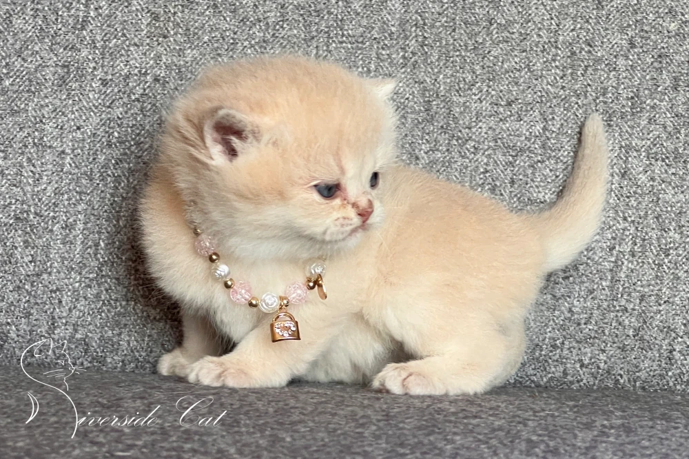 Skót állófülű macska - Lilac Golden Shaded színnel