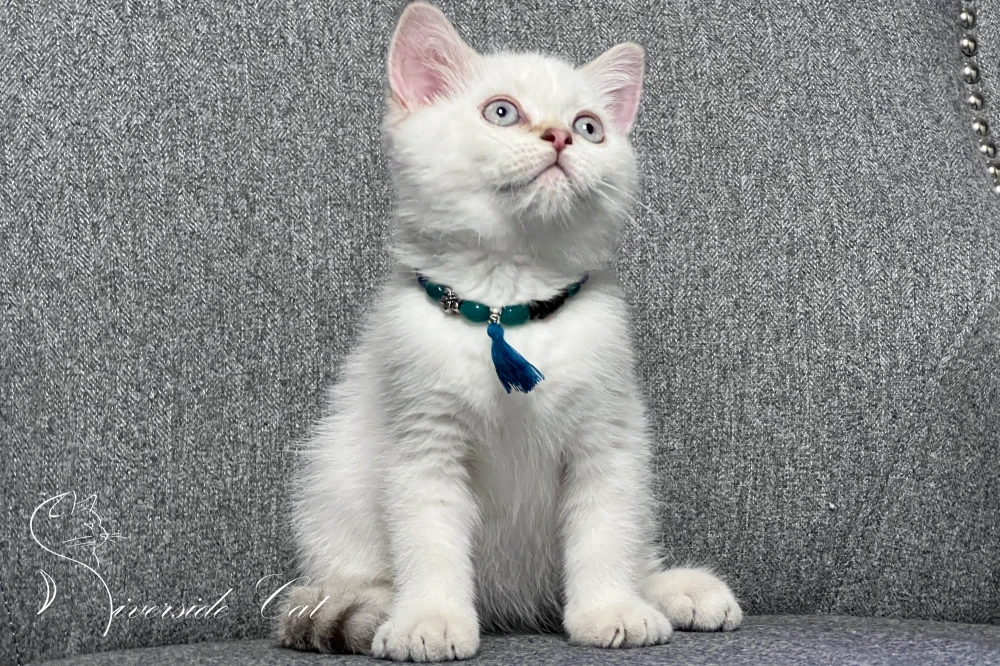 Skót állófülű macska - Chocolate Golden Tabby Point színnel