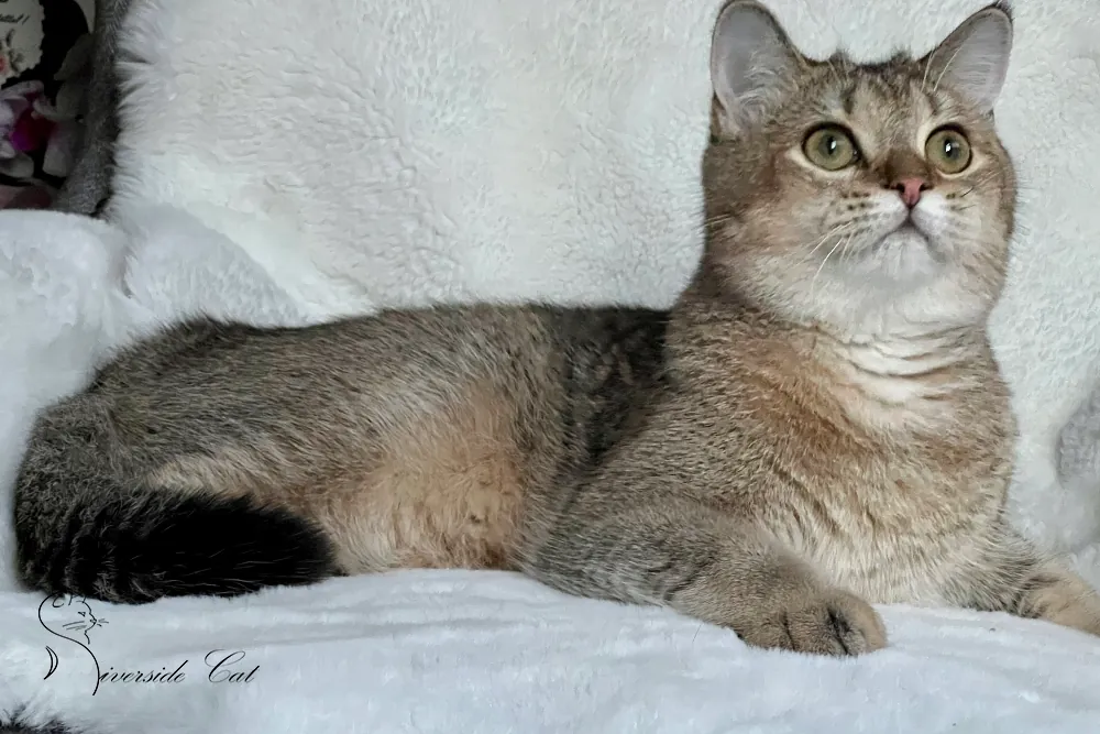 Brit rövidszőrű macska - Black Golden Shaded színnel