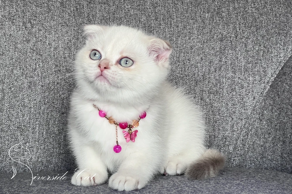 Skót lógófülű macska - Lilac Golden Tabby Point színnel