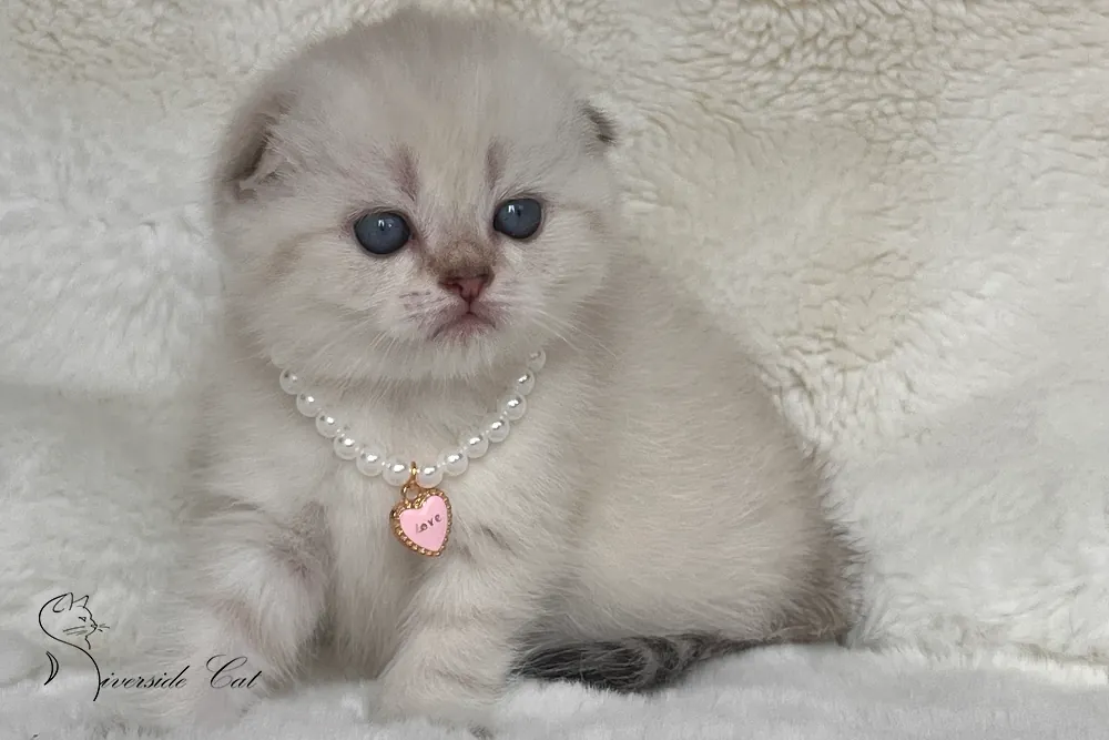 Skót lógófülű macska - Black Golden Tabby Point színnel