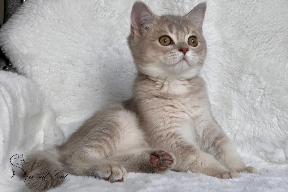 Skót állófülű macska - Blue Golden Shaded színnel