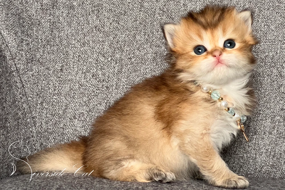 Brit hosszúszőrű macska - Black Golden Shaded színnel