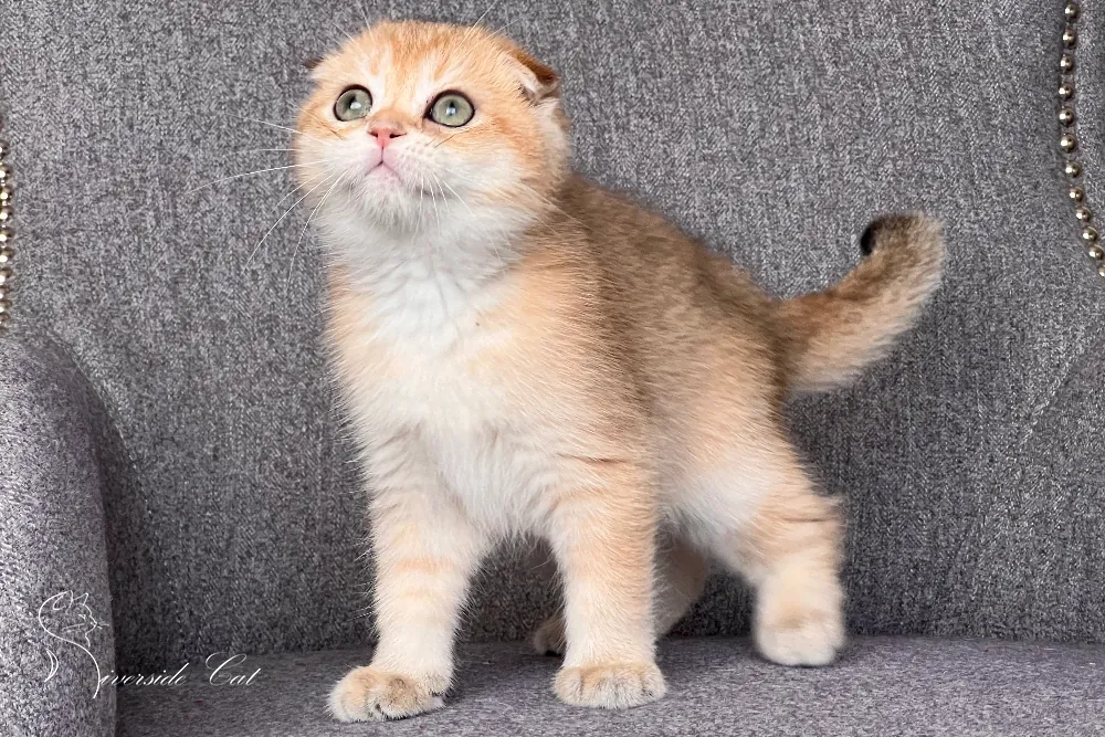 Skót lógófülű macska - Black Golden Shaded színnel