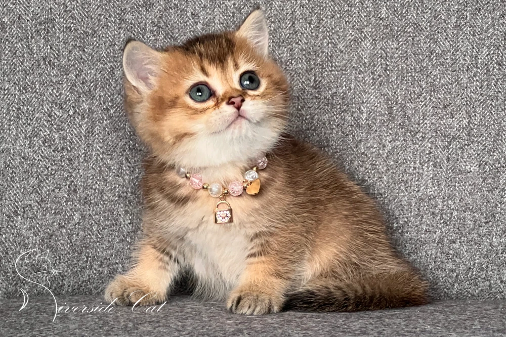 Brit macska - Black Golden Shaded színnel