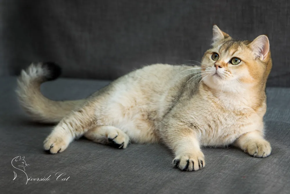 Brit macska - Black Golden Ticked Tabby színnel