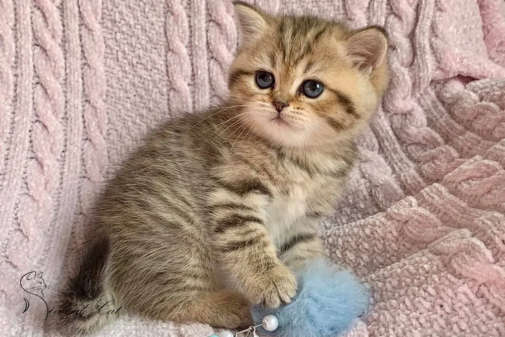 Brit macska - Black Golden Mackerel Tabby színnel