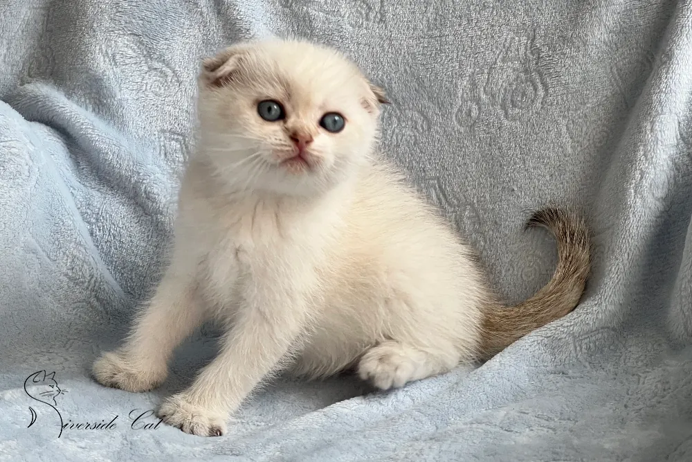 Skót lógófülű macska - Black Golden Shaded Point színnel