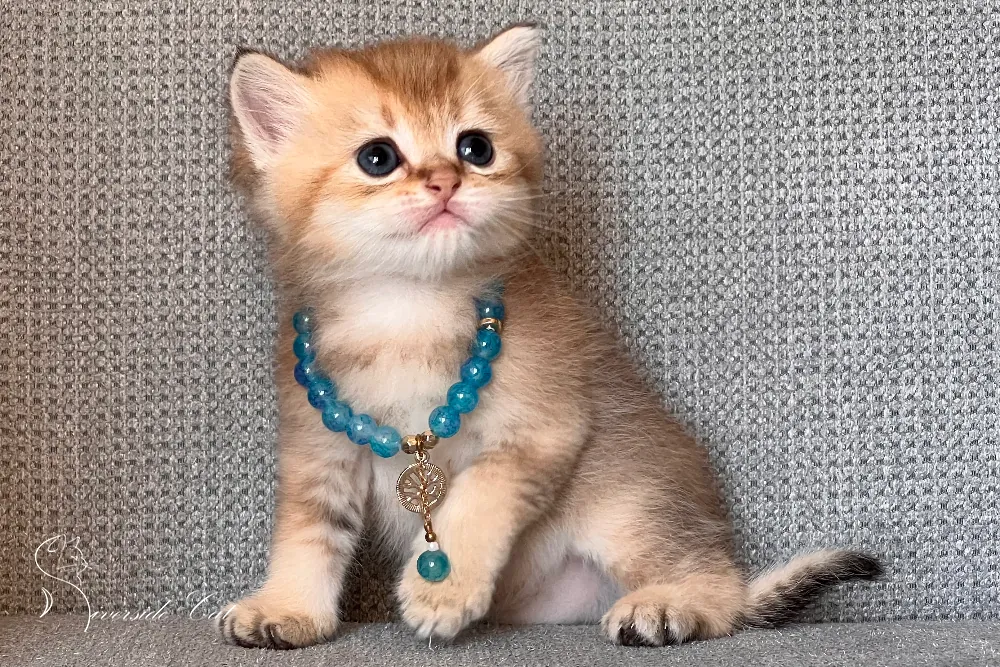 Brit macska - Black Golden Shaded színnel