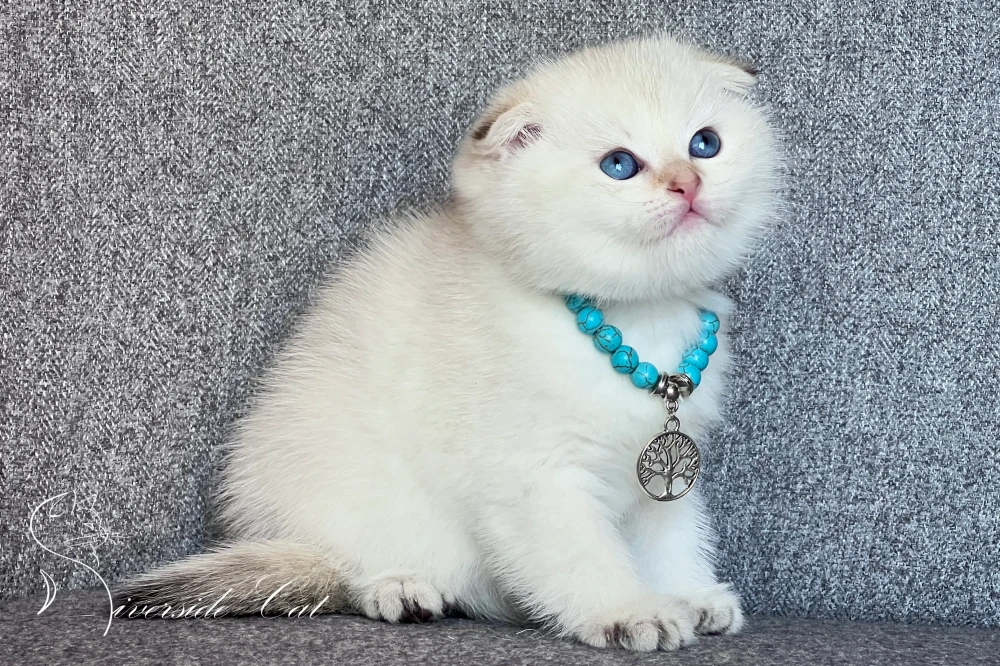 Skót lógófülű macska - Black Golden Shaded Point színnel