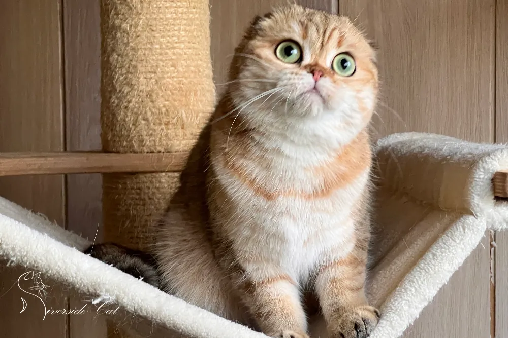 Skót lógófülű macska - Black Golden Mackerel Tabby színnel