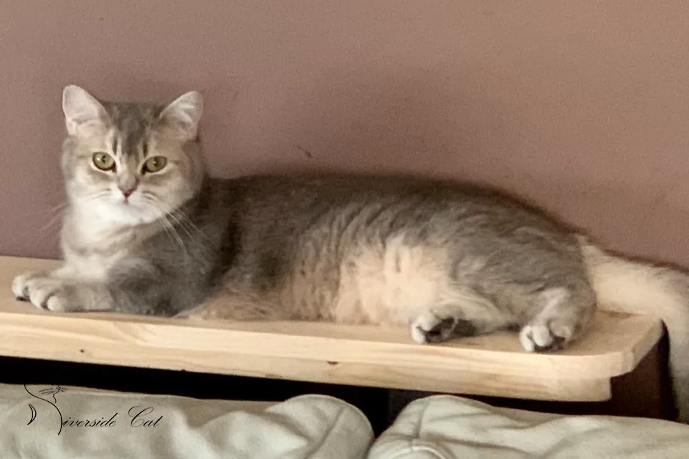 Brit macska - Blue Golden Shaded színnel