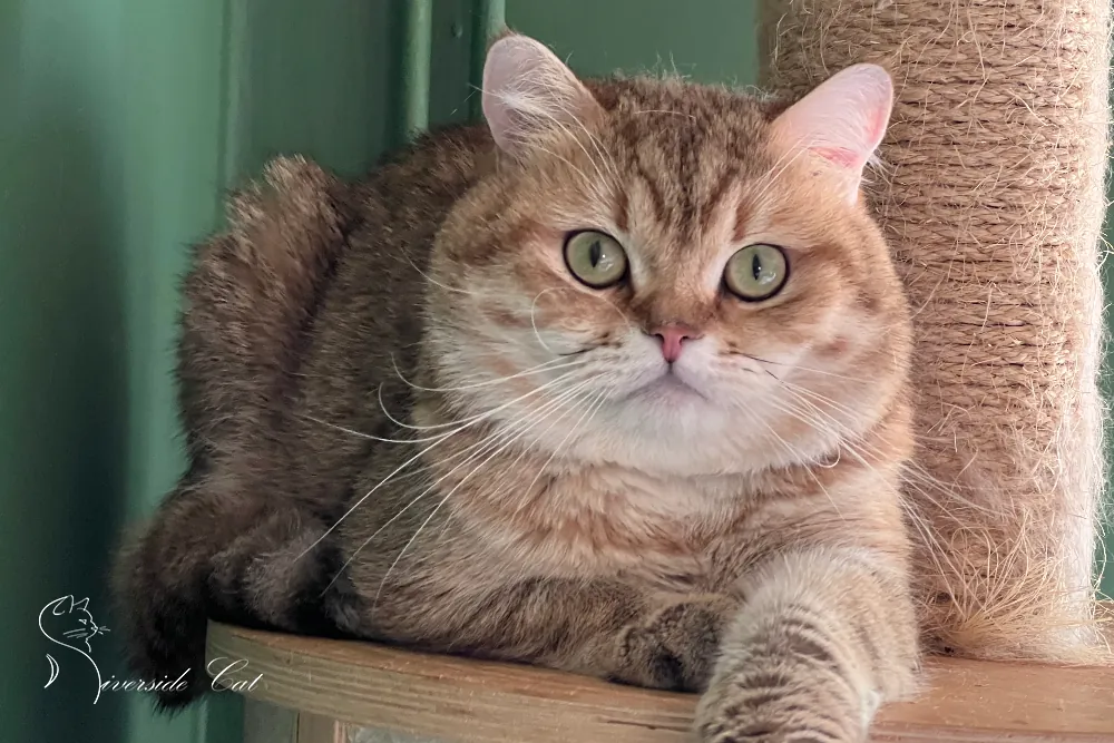 Skót állófülű macska - Black Golden Mackerel Tabby színnel