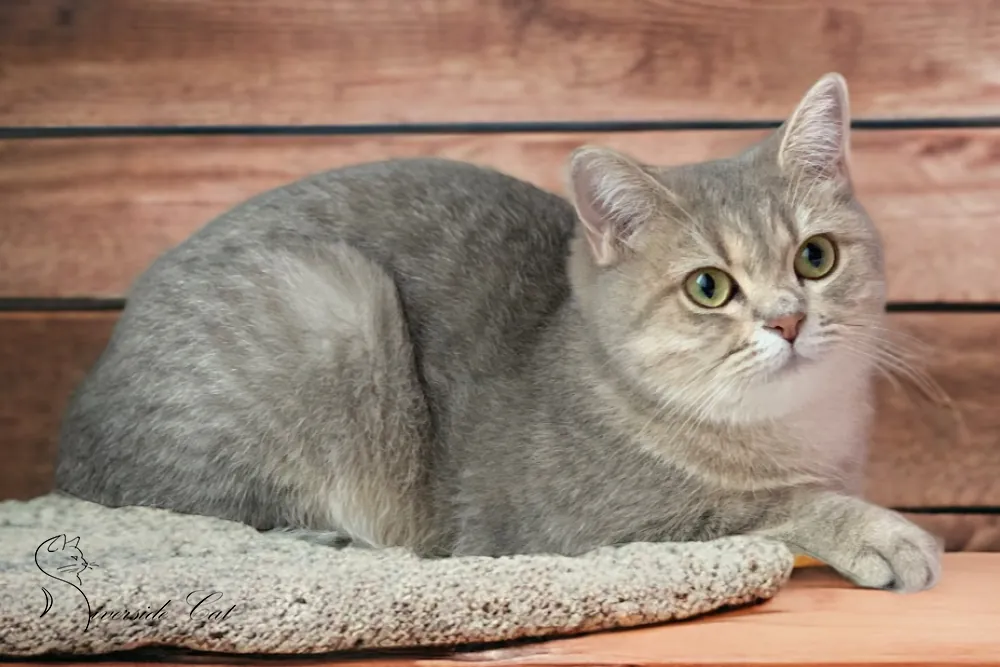 Brit macska - Blue Golden Mackerel Tabby színnel