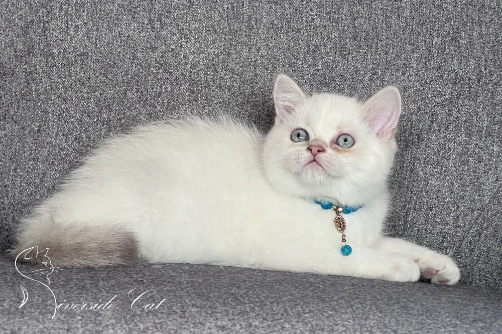 Skót állófülű macska - Lilac Golden Tabby Point színnel