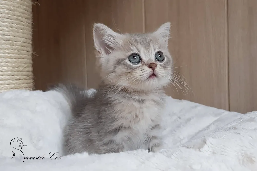 Brit macska - Blue Golden Shaded színnel