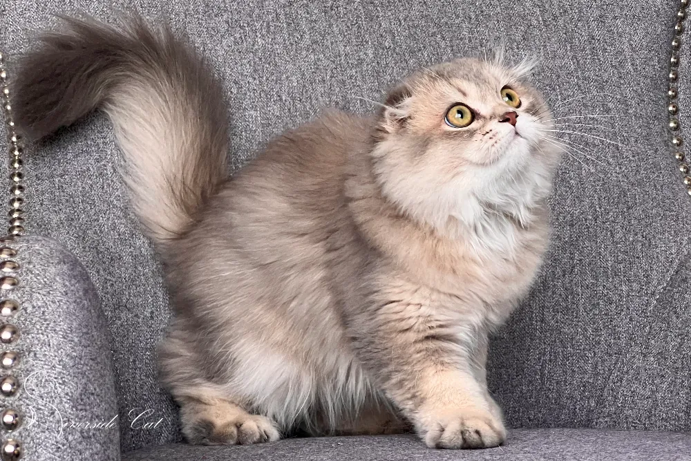 Skót lógófülű macska - Blue Golden Ticked Tabby színnel