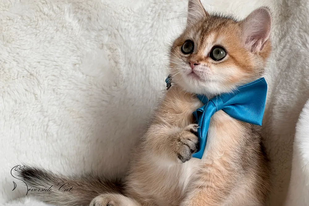 Brit rövidszőrű macska - Black Golden Shaded színnel