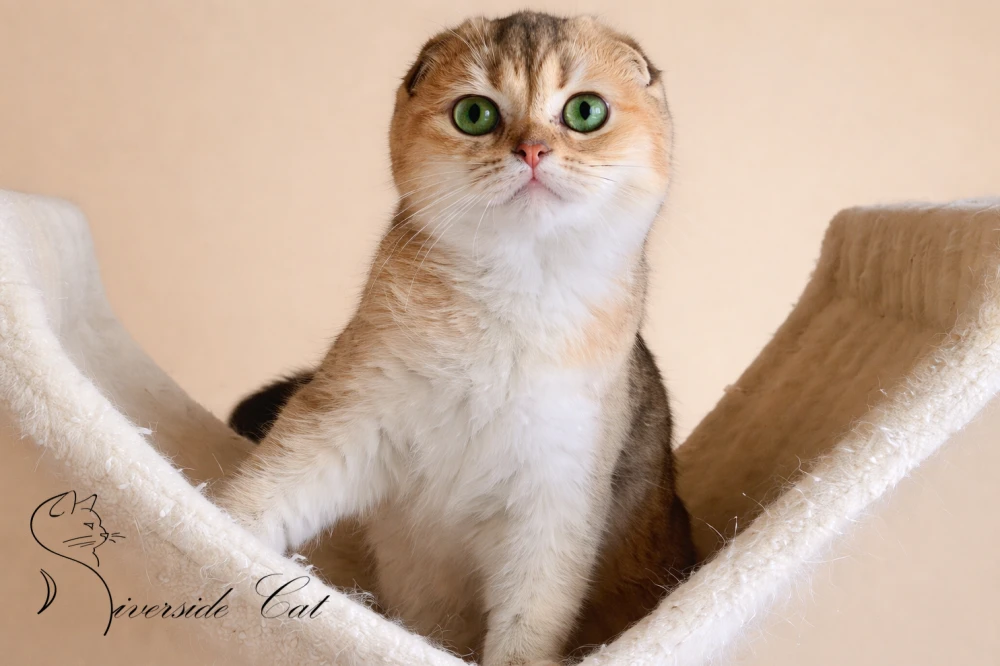 Skót lógófülű macska - Black Golden Shaded színnel