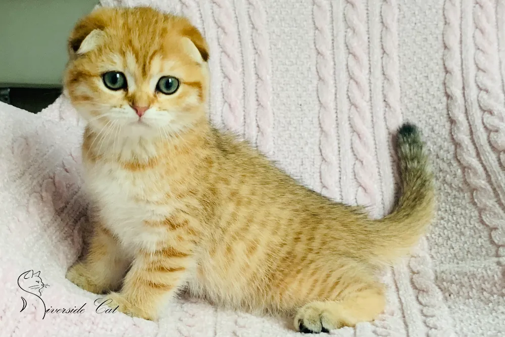 Skót lógófülű macska - Black Golden Mackerel Tabby színnel