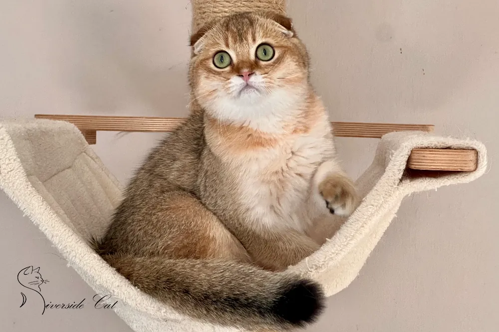 Skót lógófülű macska - Black Golden Shaded színnel