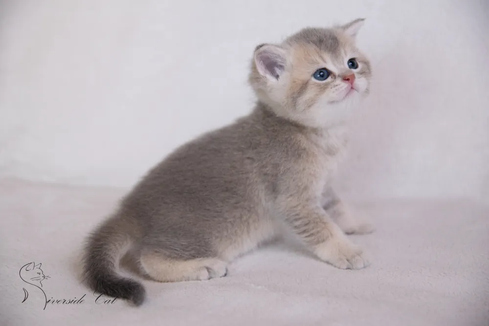 Brit macska - Blue Golden Shaded színnel