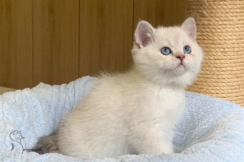 Skót állófülű macska - Blue Golden Shaded Point színnel