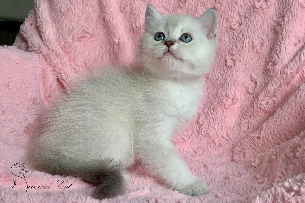 Skót állófülű macska - Blue Golden Shaded Point színnel